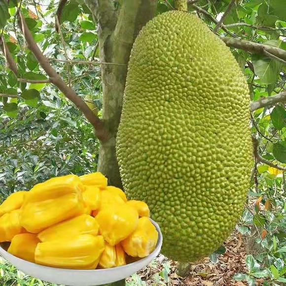 再见东京（国语版）