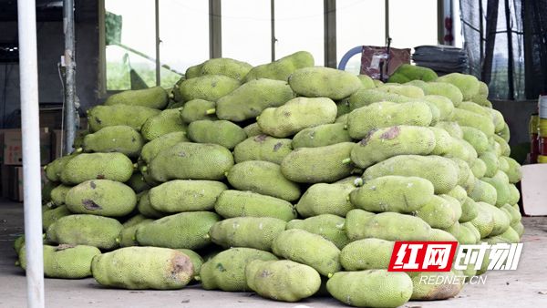 哈维的最后机会